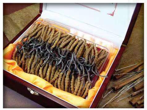 阳江镇冬虫夏草回收